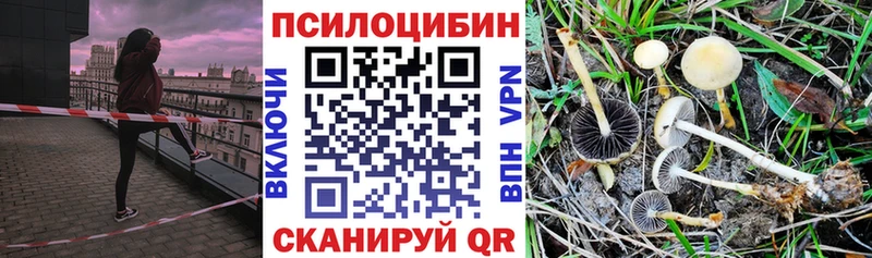 Псилоцибиновые грибы Psilocybe  Полярные Зори 